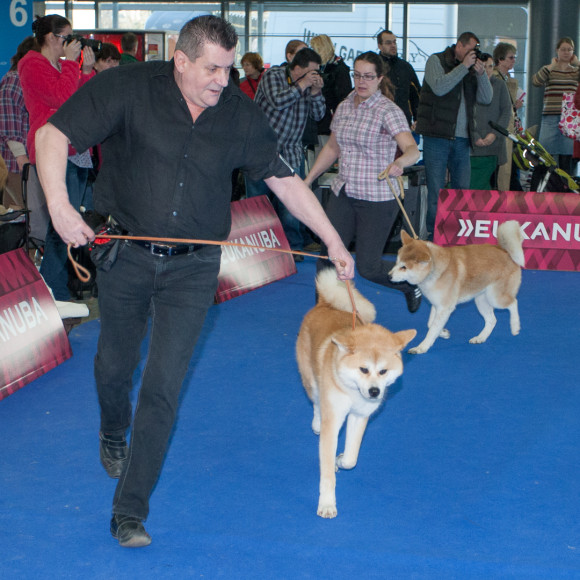 Výstava třetí – 23.2.2014, DUO CACIB Brno