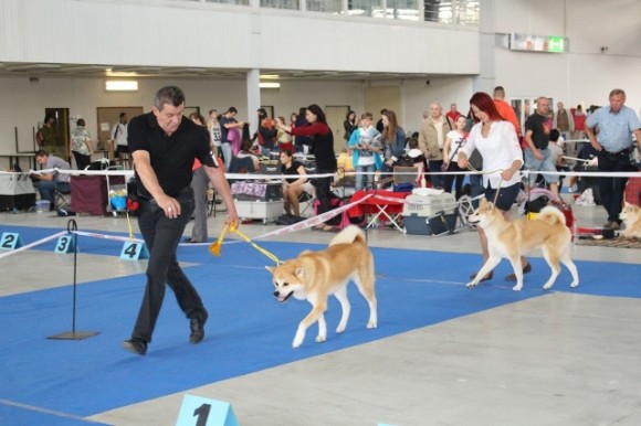 Výstava šestá – 22.6.2014 – Intercanis Brno