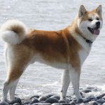 Japaneseakita