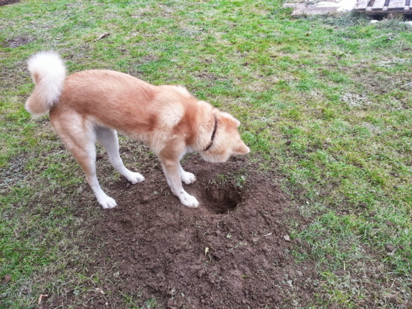 Tak nevím, buď mám malou díru a nebo velkou kost