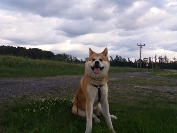 (Čeština) Fotogalerie AKIO