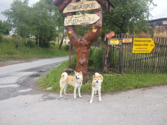 Halóóó. Už jsem zase  tady….